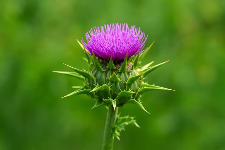 Chardon Marie utilisé pour ses bienfaits sur le foie